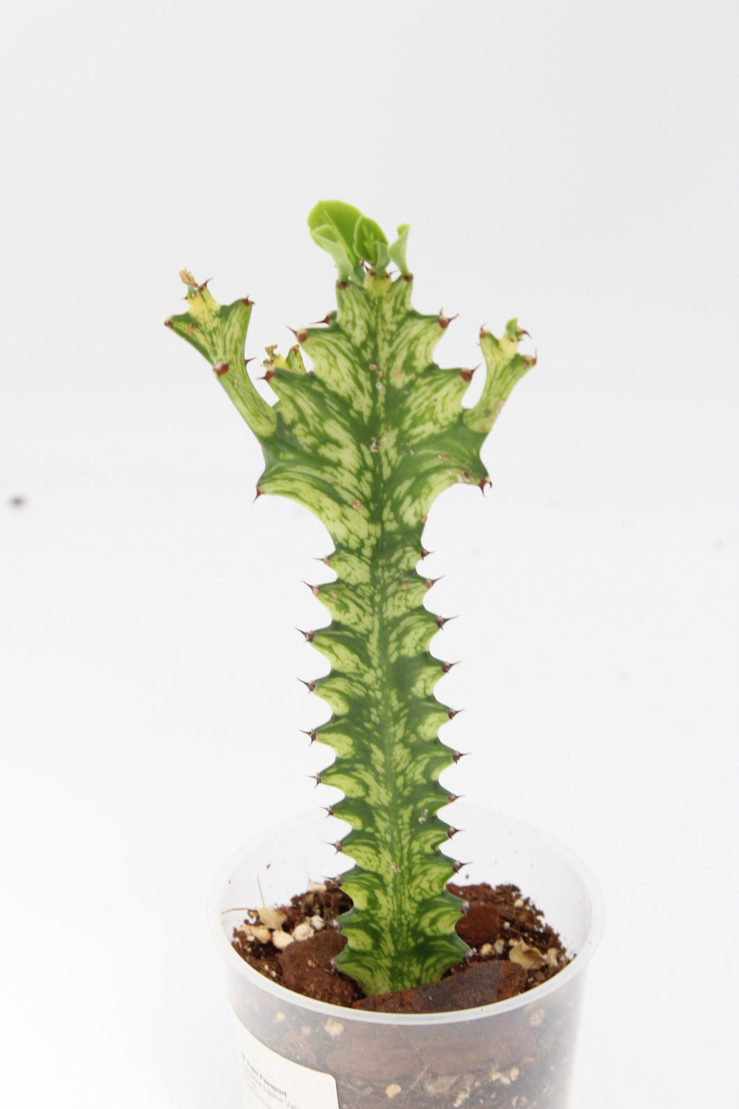 Euphorbia erythraea forma variegata - Root Houseplants