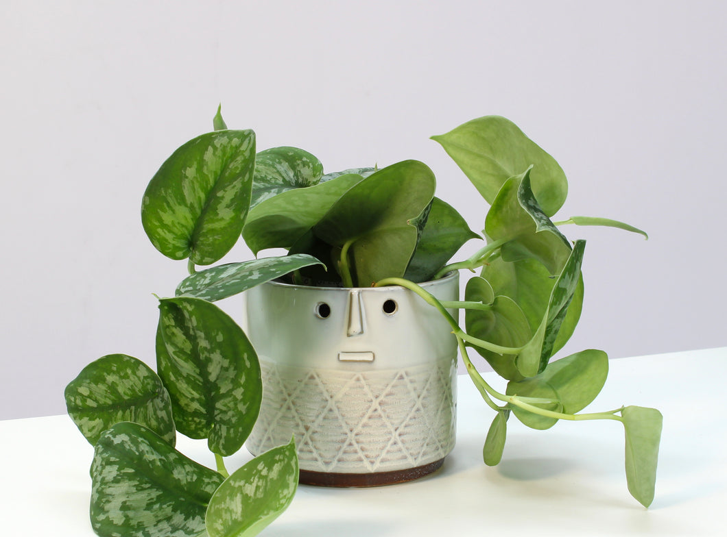 Face Pot - Root Houseplants