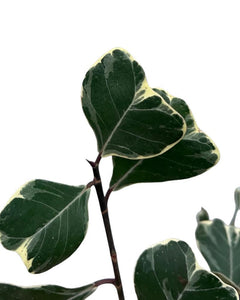 Ficus deltoidea 'Variegata' - Root Houseplants