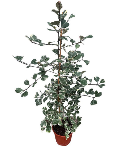 Ficus deltoidea 'Variegata' - Root Houseplants