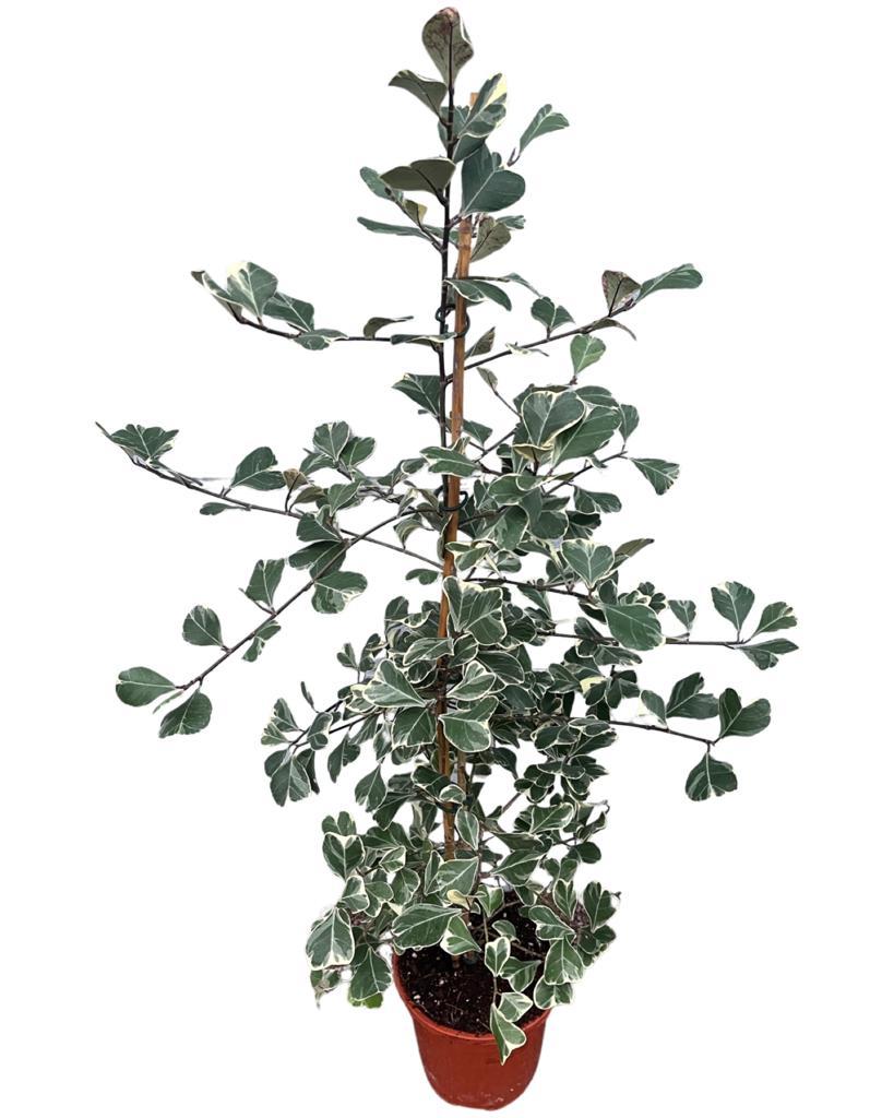Ficus deltoidea 'Variegata' - Root Houseplants