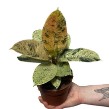 Load image into Gallery viewer, Ficus elastica &#39;Shivereana Moonshine&#39; - Root Houseplants
