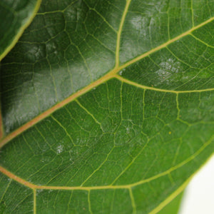 Ficus lyrata 'Bambino' - Fiddle Leaf Fig - Root Houseplants