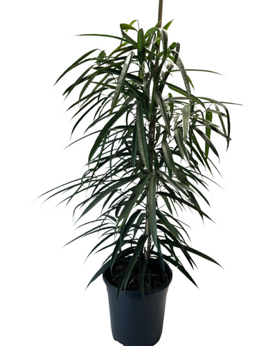 Ficus maclellandii ‘Amstel King’ - Root Houseplants