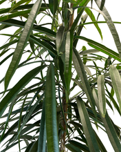 Load image into Gallery viewer, Ficus maclellandii ‘Amstel King’ - Root Houseplants
