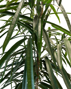 Ficus maclellandii ‘Amstel King’ - Root Houseplants