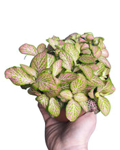 Charger l&#39;image dans la galerie, Fittonia albivenis - Root Houseplants
