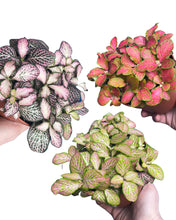 Charger l&#39;image dans la galerie, Fittonia albivenis - Root Houseplants
