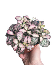 Charger l&#39;image dans la galerie, Fittonia albivenis - Root Houseplants
