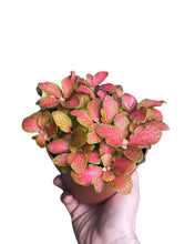 Charger l&#39;image dans la galerie, Fittonia albivenis - Root Houseplants
