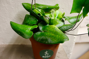 Hemionitis arifolia "Heart leaf fern" - Root Houseplants