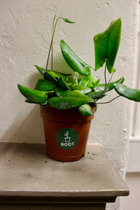 Hemionitis arifolia "Heart leaf fern" - Root Houseplants