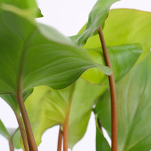 Lade das Bild in den Galerie-Viewer, Homalomena rubescens x Maggy - Root Houseplants
