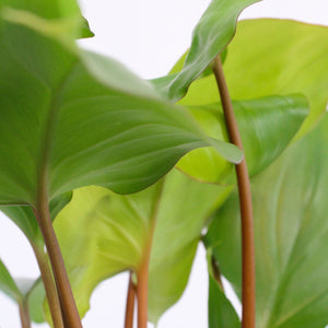 Homalomena rubescens x Maggy - Root Houseplants
