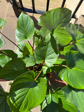 Lade das Bild in den Galerie-Viewer, Homalomena rubescens x Maggy - Root Houseplants
