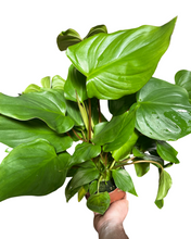 Lade das Bild in den Galerie-Viewer, Homalomena rubescens x Maggy - Root Houseplants
