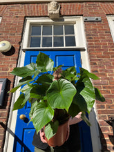 Lade das Bild in den Galerie-Viewer, Homalomena rubescens x Maggy - Root Houseplants
