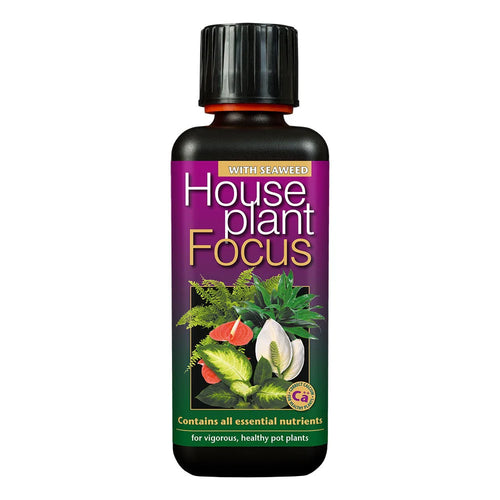Houseplant Focus - Root Houseplants