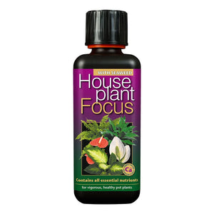 Houseplant Focus - Root Houseplants