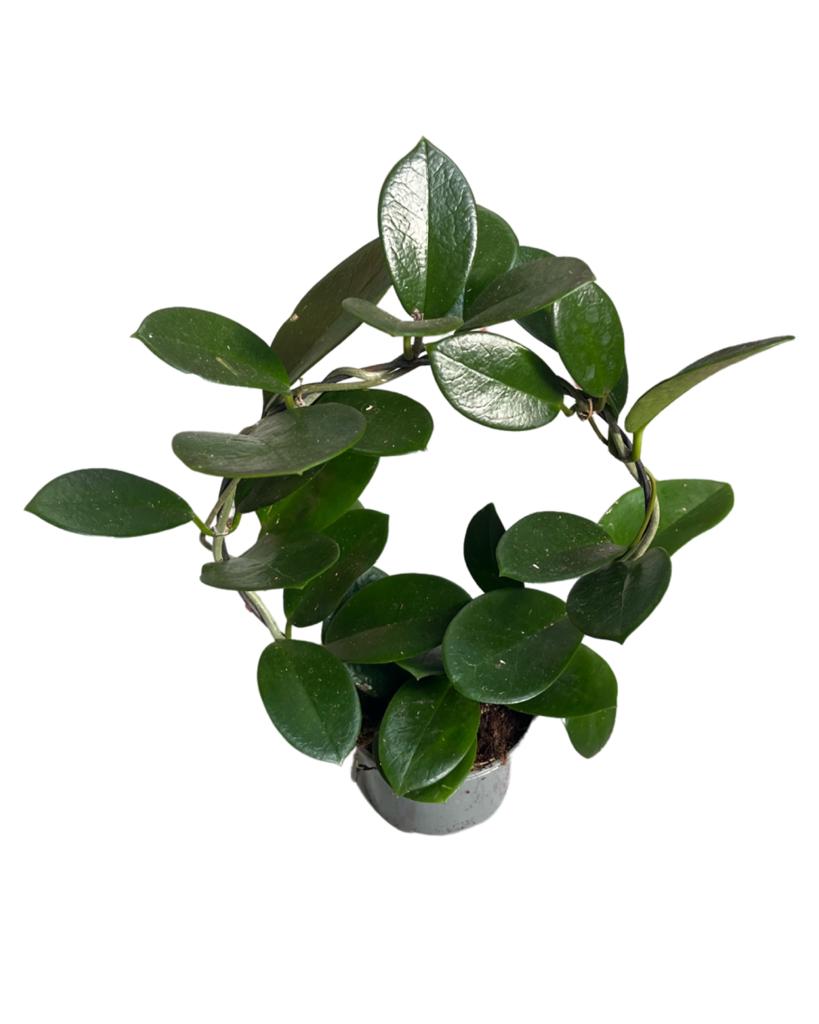 Hoya australis - Root Houseplants