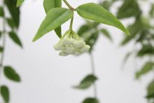 Charger l&#39;image dans la galerie, Hoya bella - Root Houseplants
