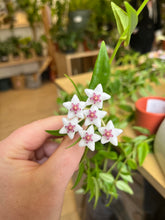 Charger l&#39;image dans la galerie, Hoya bella - Root Houseplants
