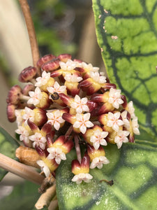 Hoya callistophylla - Root Houseplants