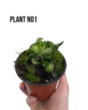 Charger l&#39;image dans la galerie, Hoya carnosa &#39;Compacta Mauna Loa&#39; - Root Houseplants
