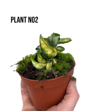 Charger l&#39;image dans la galerie, Hoya carnosa &#39;Compacta Mauna Loa&#39; - Root Houseplants
