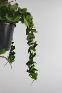 Hoya carnosa 'Compacta' - Root Houseplants