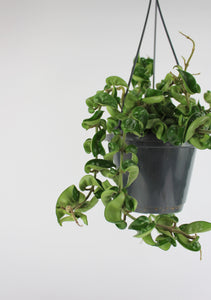 Hoya carnosa 'Compacta' - Root Houseplants