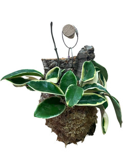 Hoya carnosa 'Krimson Queen' - Root Houseplants