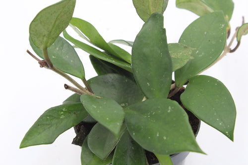 Hoya carnosa 'Silver Flake' - Root Houseplants