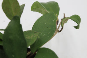 Hoya carnosa 'Silver Flake' - Root Houseplants