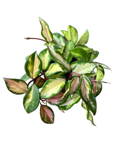 Hoya carnosa 'Tricolour' - Root Houseplants