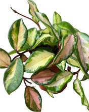 Load image into Gallery viewer, Hoya carnosa &#39;Tricolour&#39; - Root Houseplants
