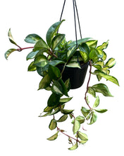 Load image into Gallery viewer, Hoya carnosa &#39;Tricolour&#39; - Root Houseplants
