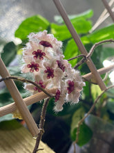 Load image into Gallery viewer, Hoya caudata &#39;Sumatra&#39; - Root Houseplants

