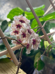 Hoya caudata 'Sumatra' - Root Houseplants