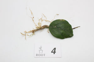 Hoya fungii hybrid - Root Houseplants