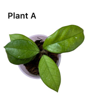 Load image into Gallery viewer, Hoya fungii hybrid - Root Houseplants
