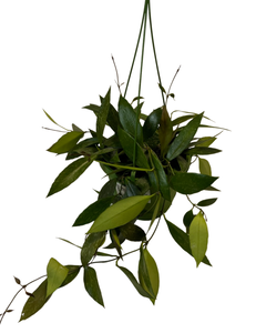 Hoya gracilis - Root Houseplants