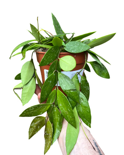 Hoya gracilis - Root Houseplants