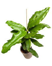 Charger l&#39;image dans la galerie, Hoya imperialis - Root Houseplants
