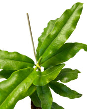 Charger l&#39;image dans la galerie, Hoya imperialis - Root Houseplants
