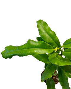 Hoya imperialis - Root Houseplants