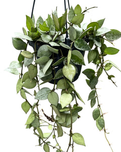 Hoya krohniana 'Eskimo' - Root Houseplants