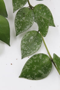 Hoya krohniana 'Splash' - Root Houseplants