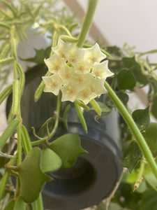 Hoya linearis - Root Houseplants