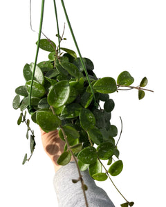 Hoya 'Mathilde' (Hoya carnosa X Hoya serpens) - Root Houseplants